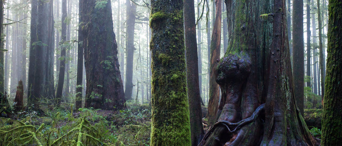 forest1170 forest1170